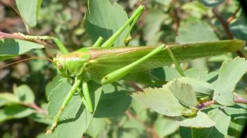 Réf. 269 250 : Tettigonia viridissima
